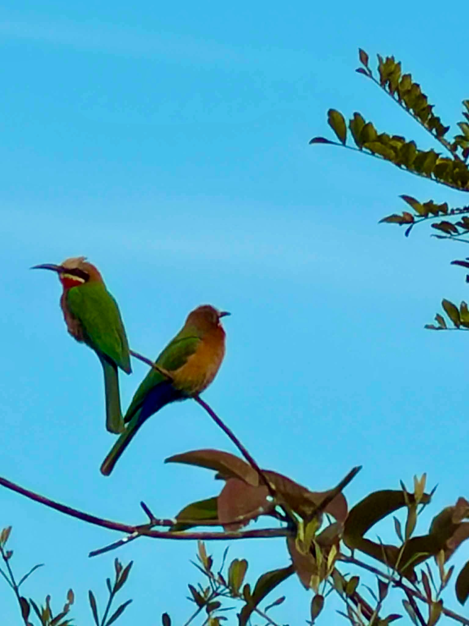Colorful bee-eaters perched on a branch