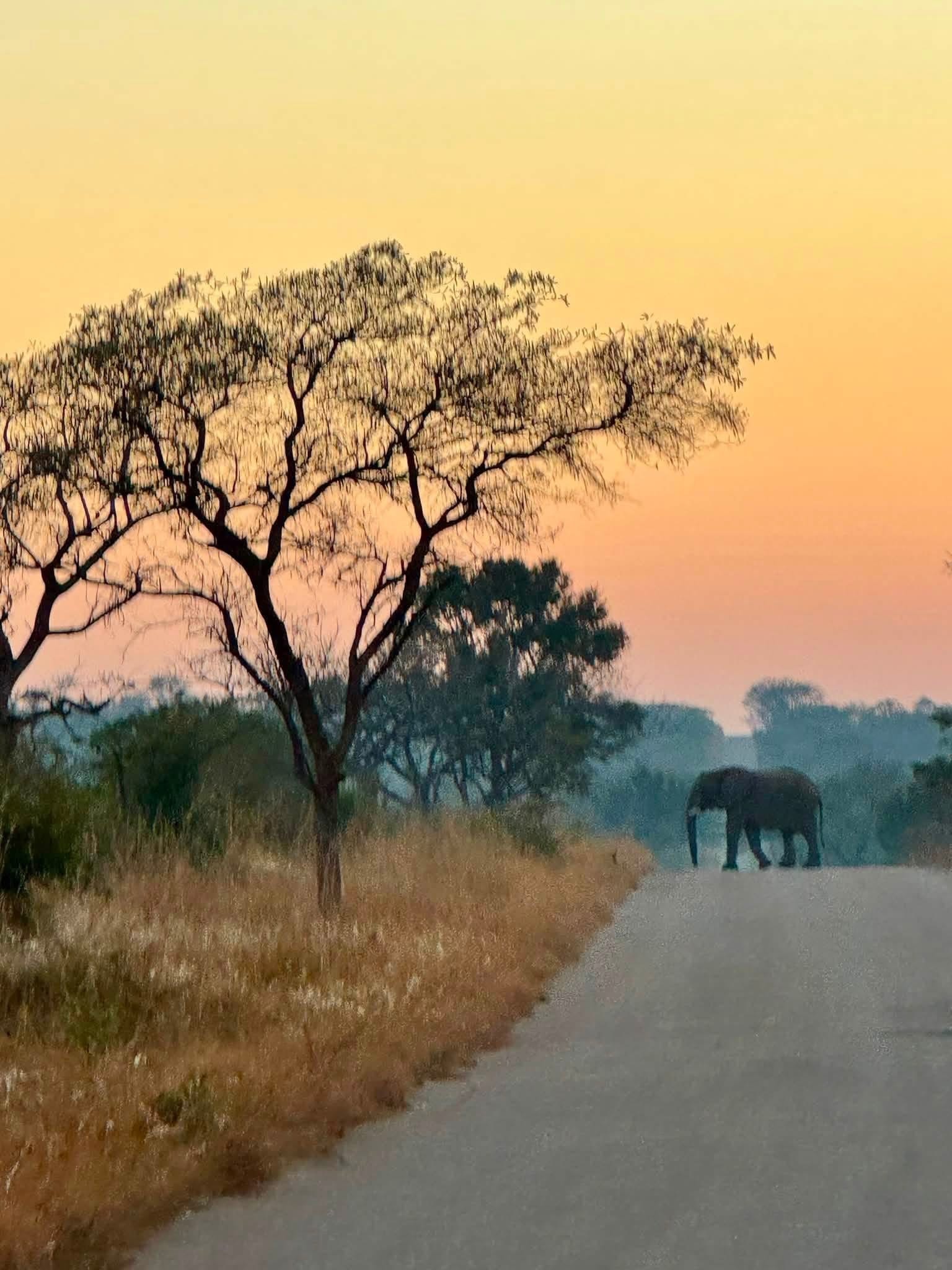 Elephant walking at sunset on the savanna