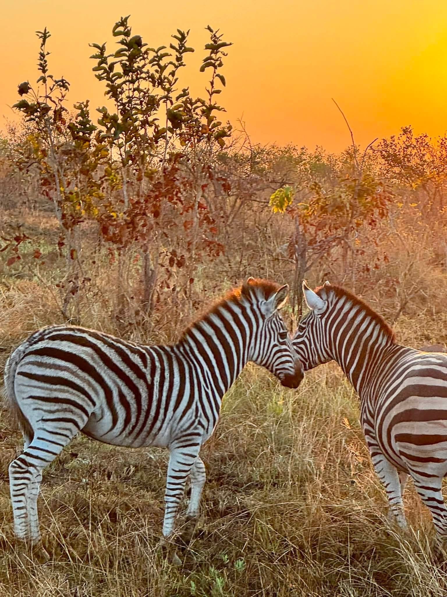 Two zebras grazing at sunset on the savanna