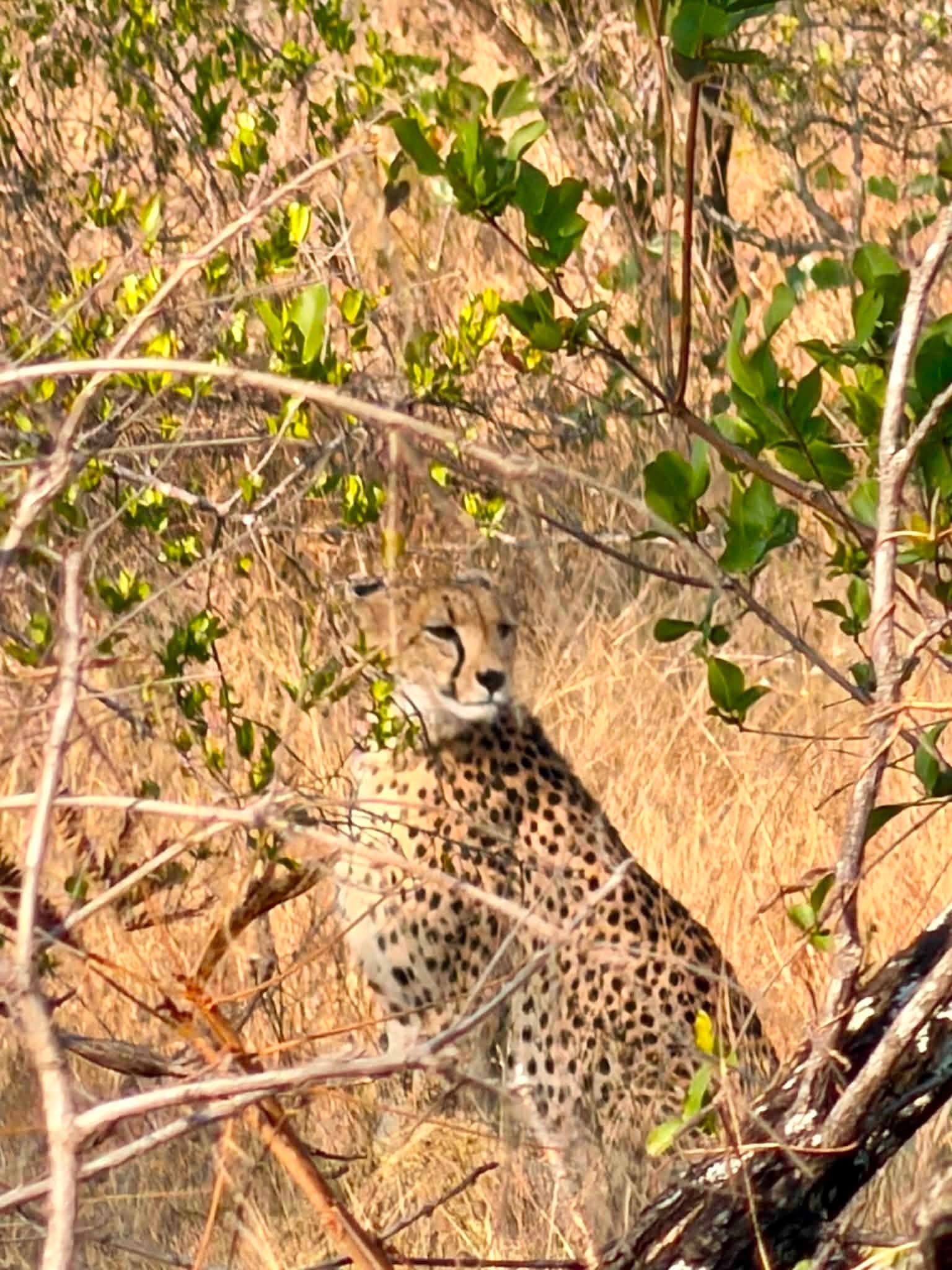 Cheetah camouflaged in dry brush