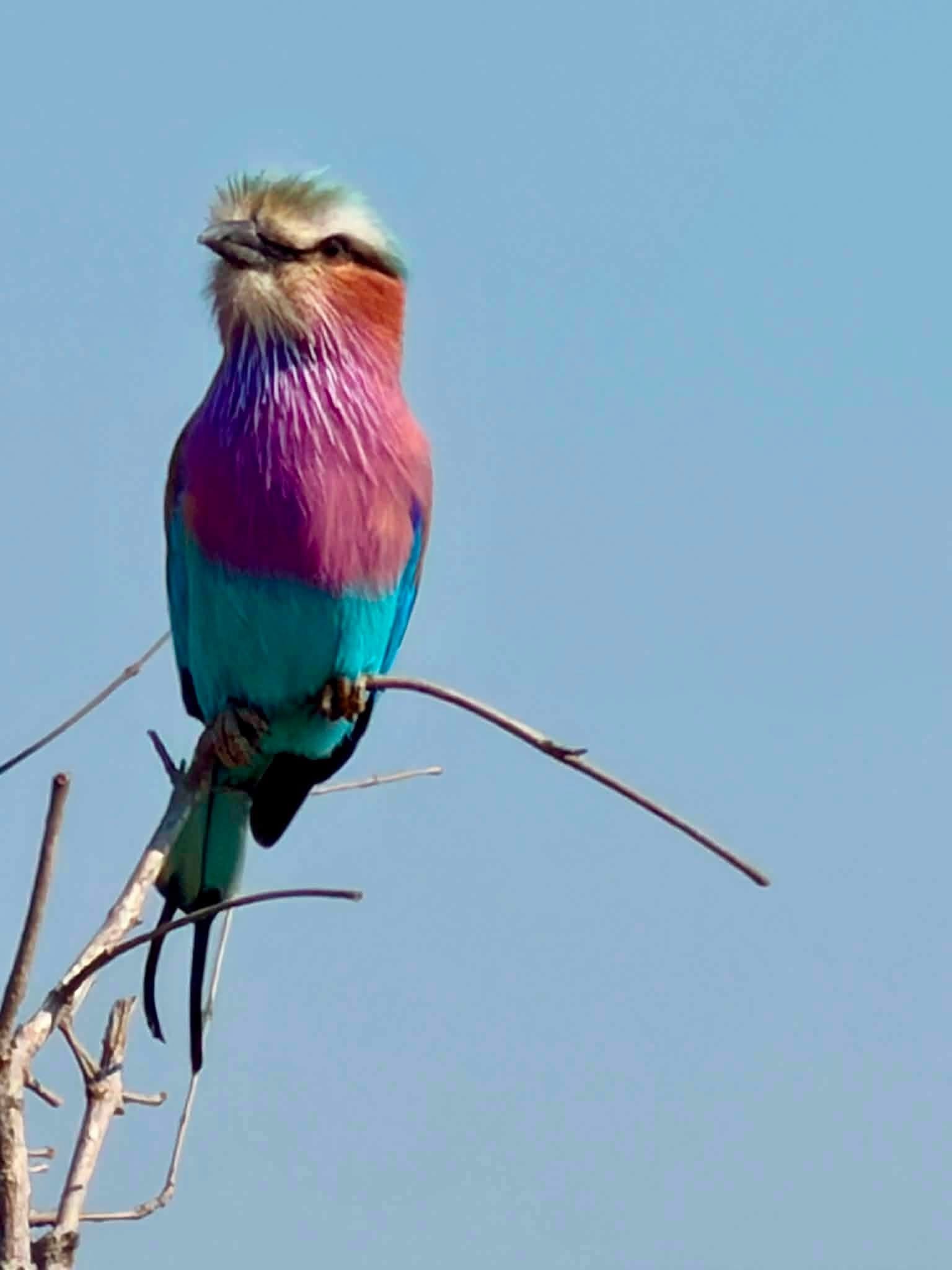 Colorful lilac-breasted roller perched on a branch