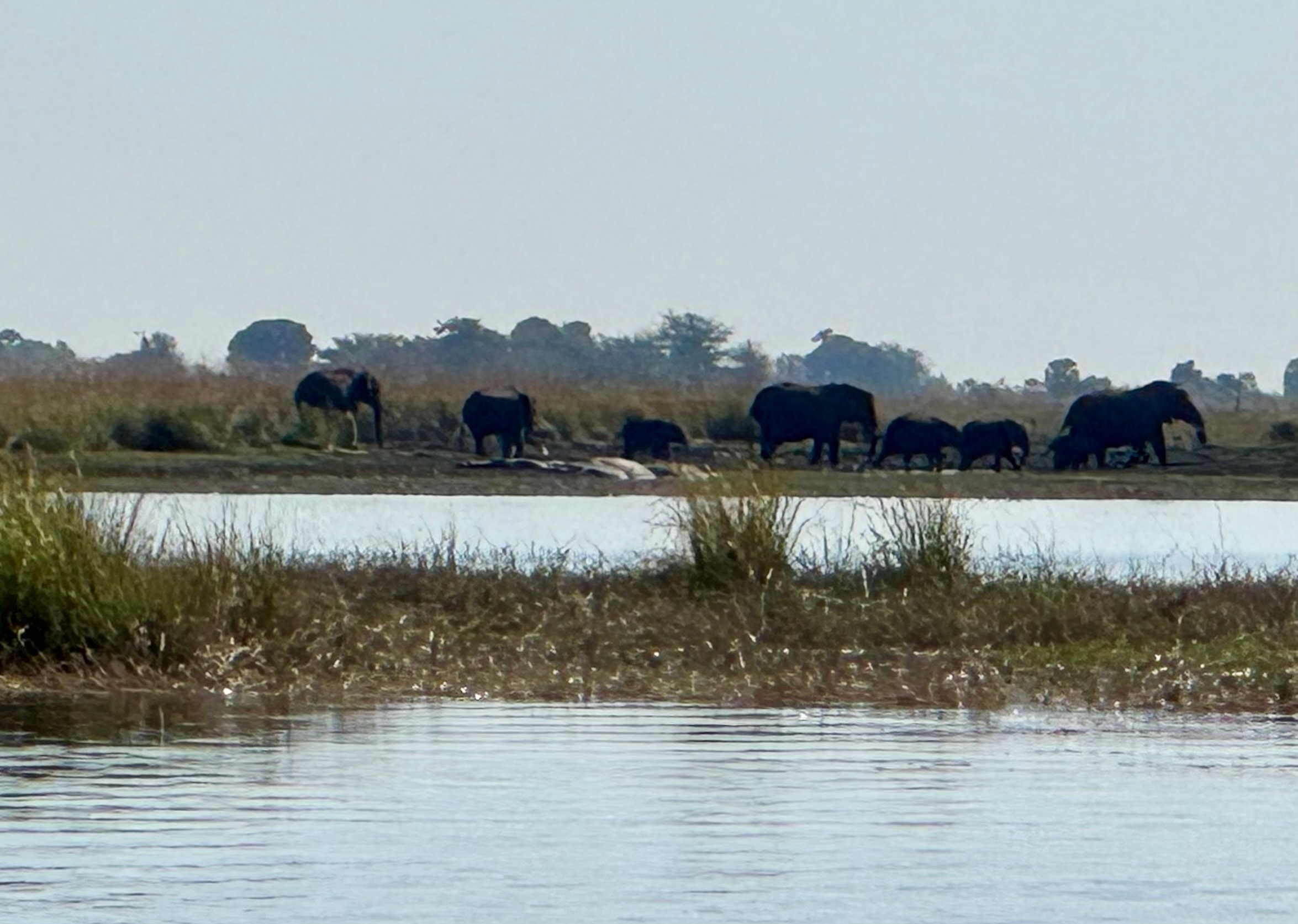 Elephant herd grazing by a river